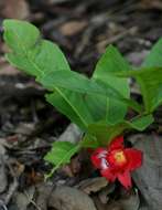 Image of Dwarf ochna