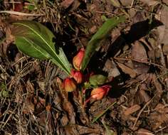 Image of Dwarf ochna