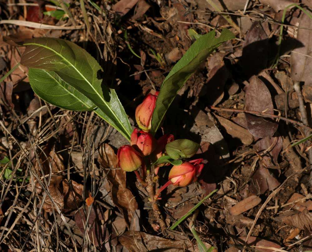 Image of Dwarf ochna