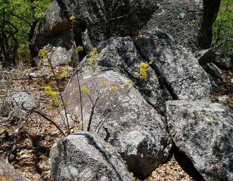 Image of Granite ochna