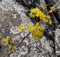 Image of Granite ochna