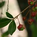 Image of Granite ochna