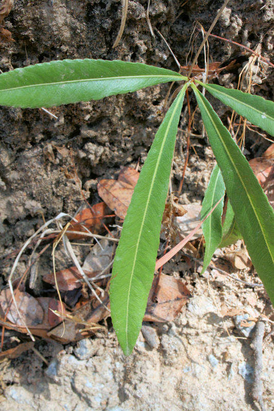 Image of Ochna richardsiae N. Robson