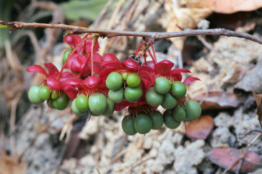 Image of Ochna richardsiae N. Robson