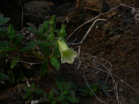 Image de Campanula bravensis (Bolle) A. Chev.