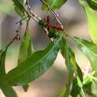 Image of Brick-red ochna