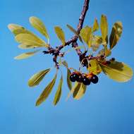 Image of Brick-red ochna