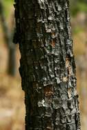 Image of Brick-red ochna