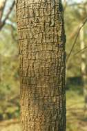 Image of Brick-red ochna