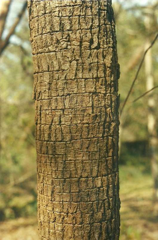 Image of Brick-red ochna