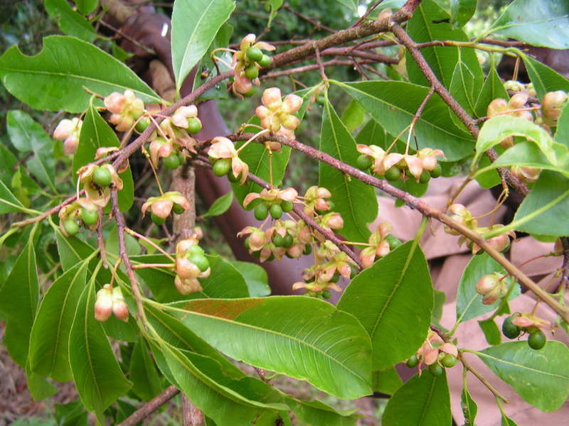 Image of Brick-red ochna