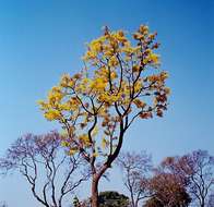 Image of Brick-red ochna