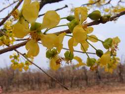 Image of Brick-red ochna