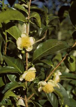 Image of camellia