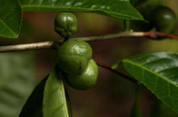 Image of camellia