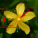 Image of Hypericum aethiopicum subsp. sonderi (Bred.) N. K. B. Robson