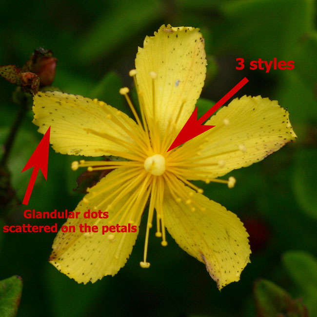 Imagem de Hypericum aethiopicum Thunb.