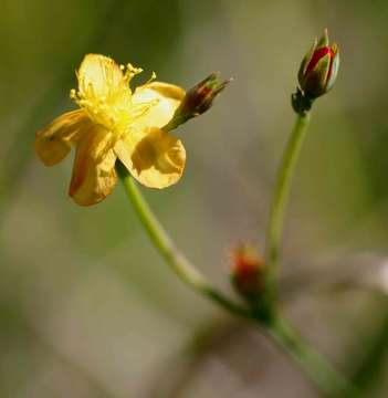 Image of Hypericum lalandii Choisy