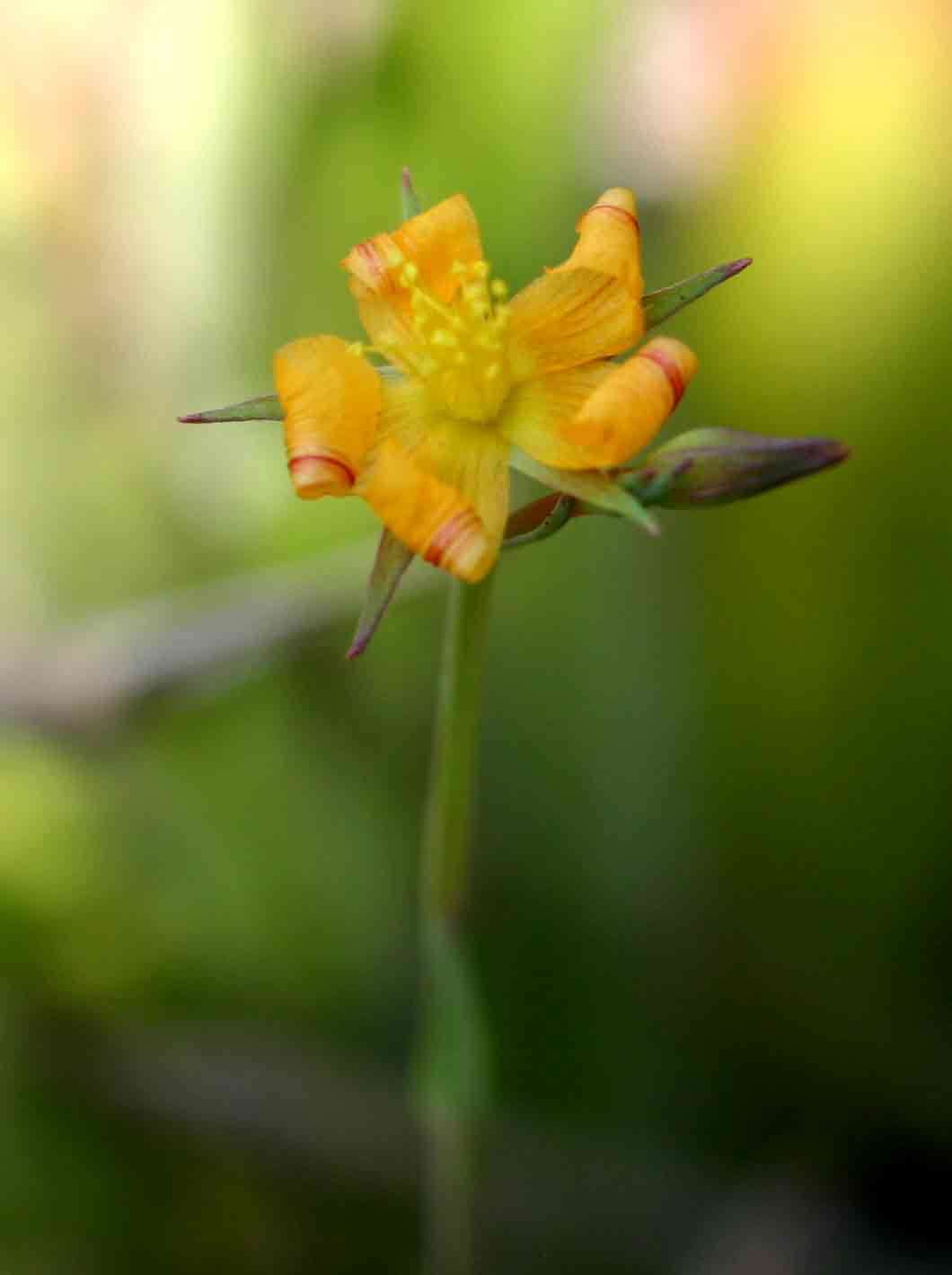 Image of Hypericum lalandii Choisy