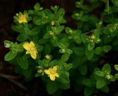 Image de Hypericum peplidifolium A. Rich.