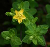 Image of Hypericum peplidifolium A. Rich.