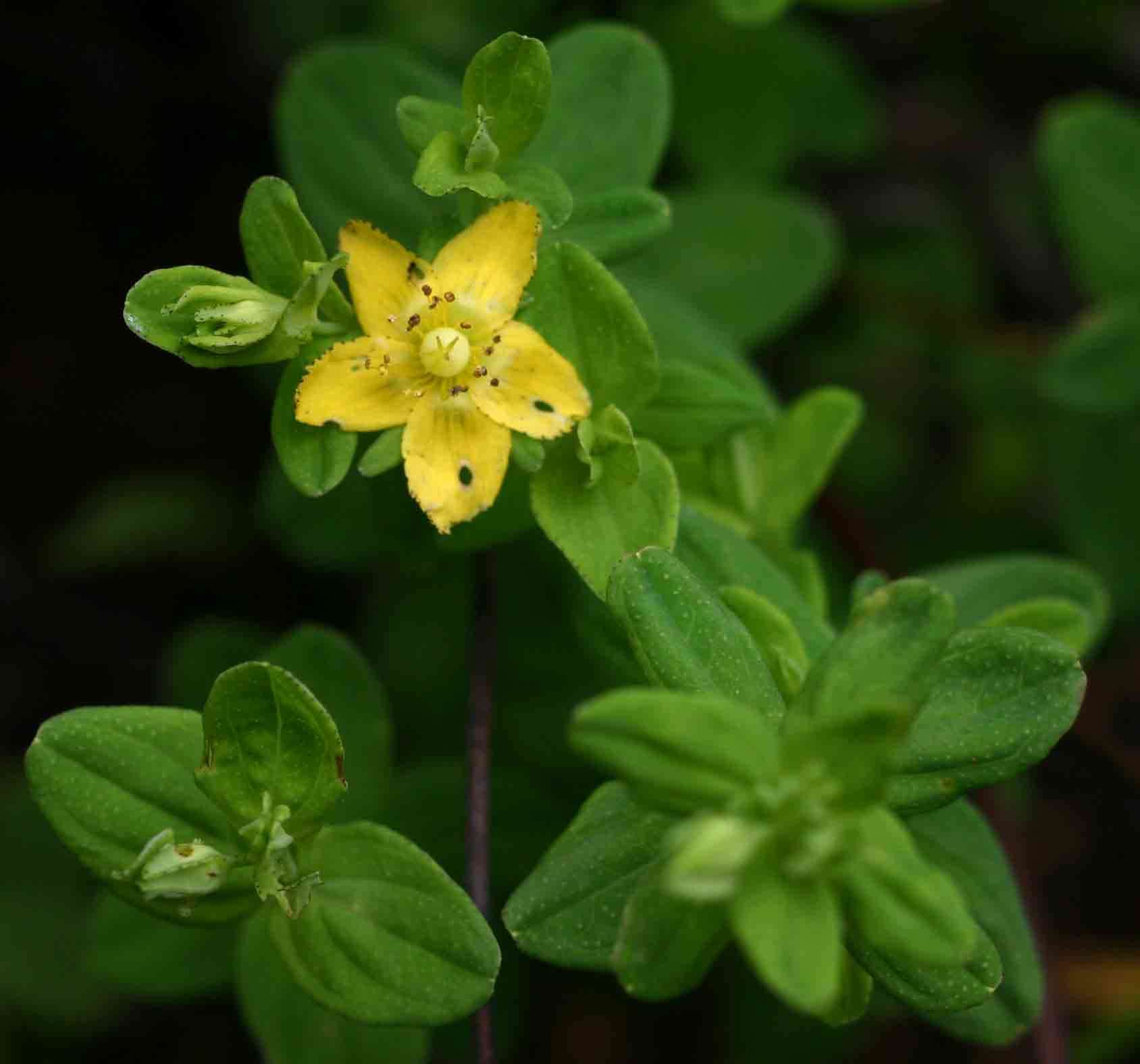 Image of Hypericum peplidifolium A. Rich.