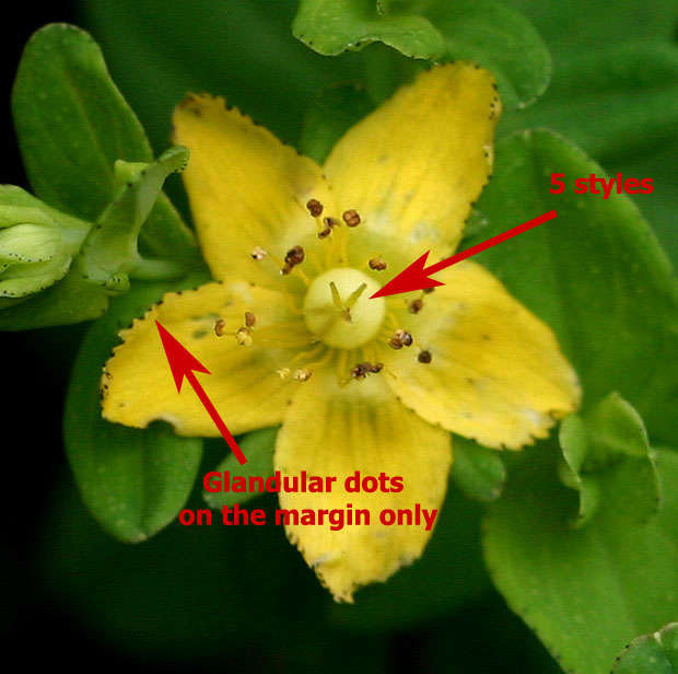 Image of Hypericum peplidifolium A. Rich.