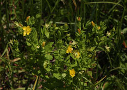 Image of Hypericum peplidifolium A. Rich.