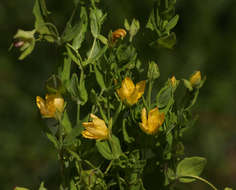 Image of Hypericum peplidifolium A. Rich.