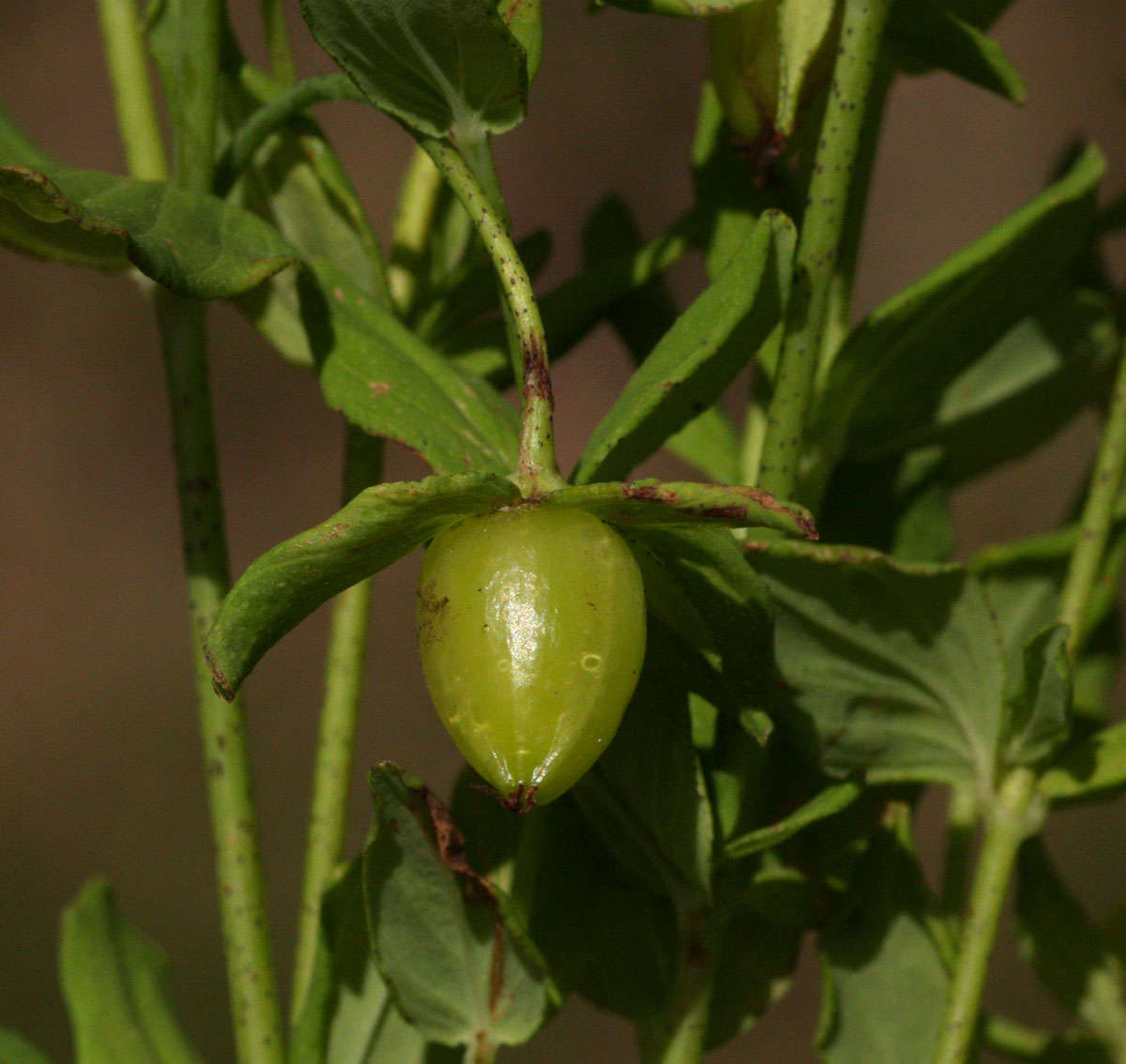 Image of Hypericum peplidifolium A. Rich.