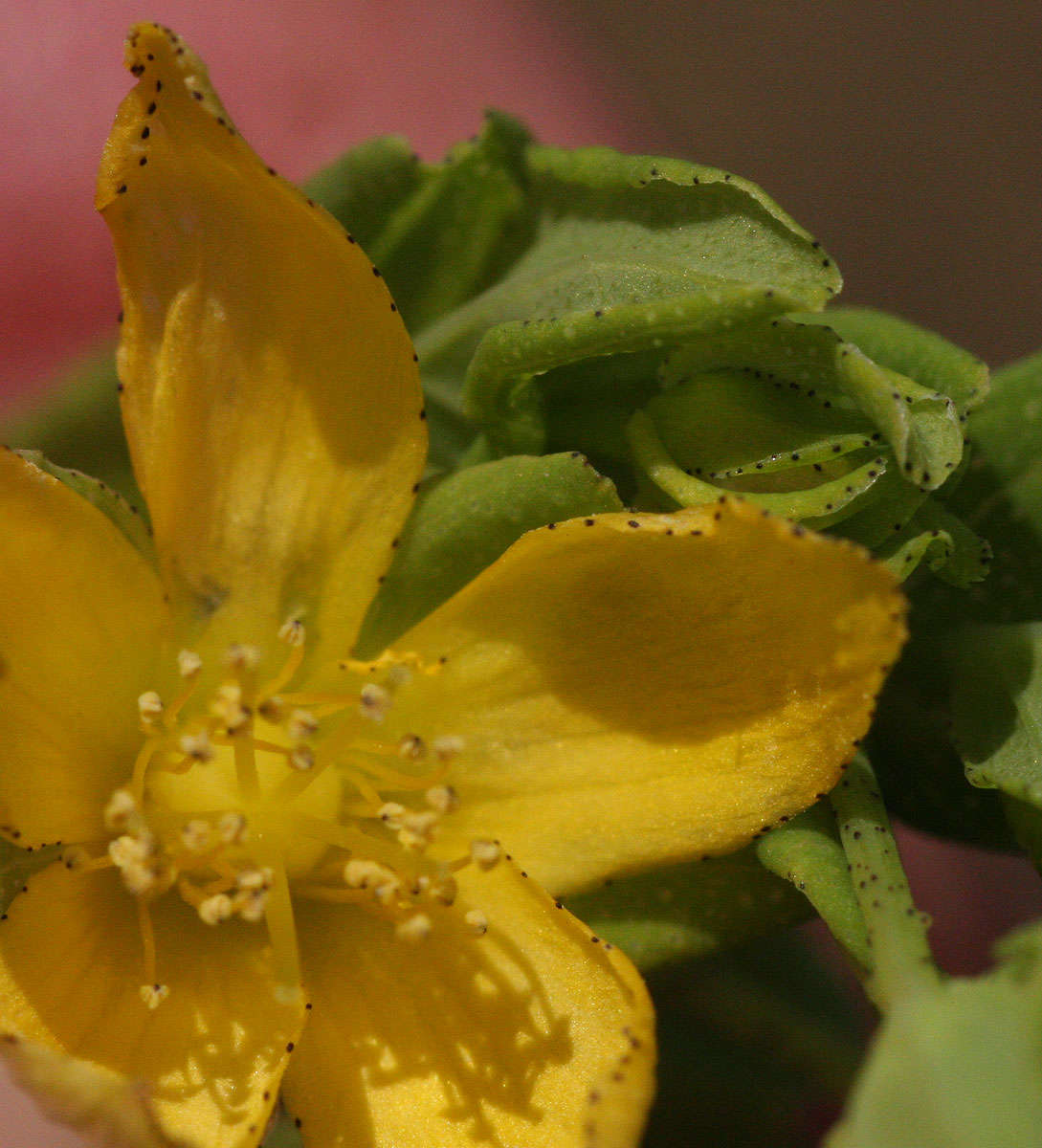 Image of Hypericum peplidifolium A. Rich.