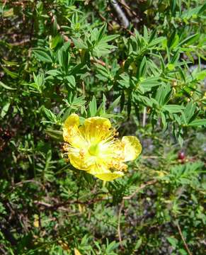 Image of Hypericum revolutum Vahl