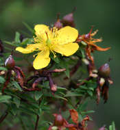 Image of Common curry bush