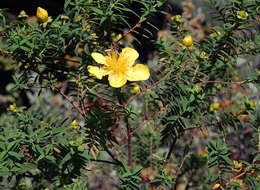 Image of Common curry bush