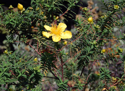 Image of Hypericum revolutum Vahl