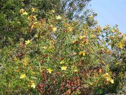 Image of Large-leaved curry bush