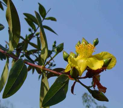 Image of Large-leaved curry bush