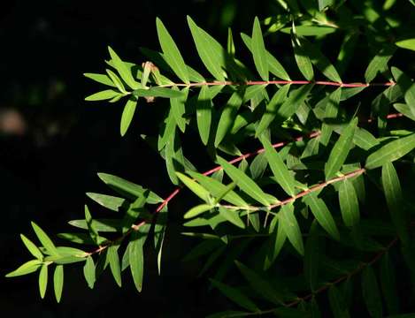 Image of Large-leaved curry bush