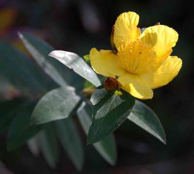 Image of Large-leaved curry bush