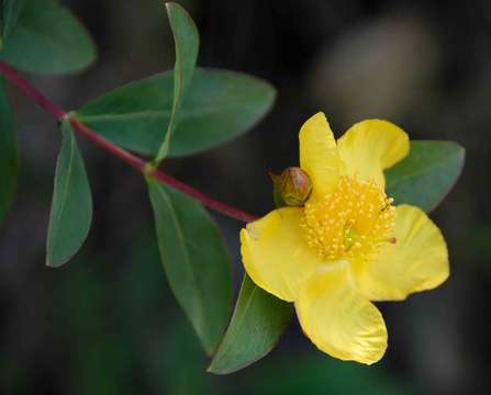 Image of Large-leaved curry bush