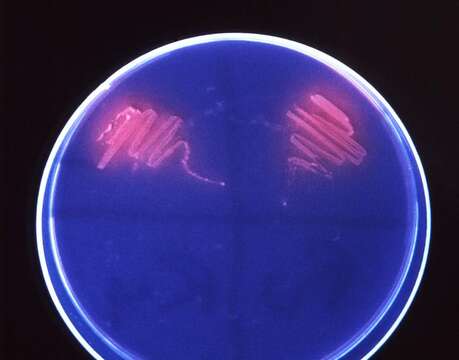 Image of coryneform bacteria