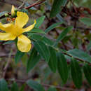 صورة Hypericum roeperianum Schimp. ex A. Rich.