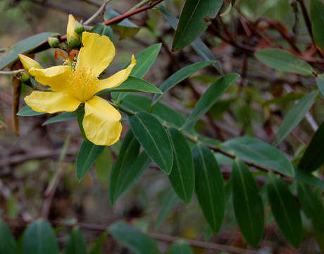 Image of Large-leaved curry bush