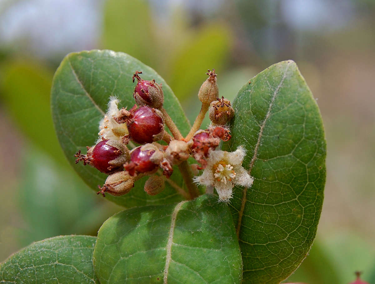 Image of Psorospermum