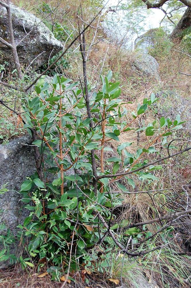 Image of Granite garcinia