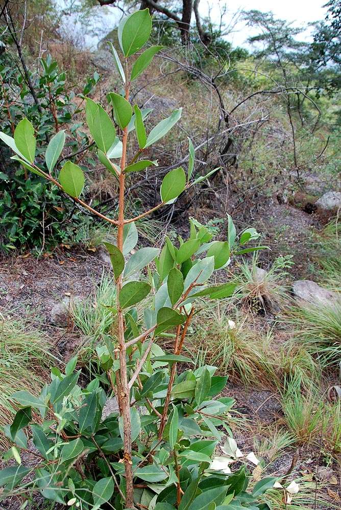 Image de Garcinia buchananii Baker