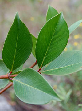 Image of Granite garcinia