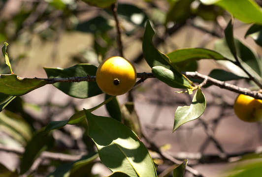 Garcinia buchananii Baker resmi