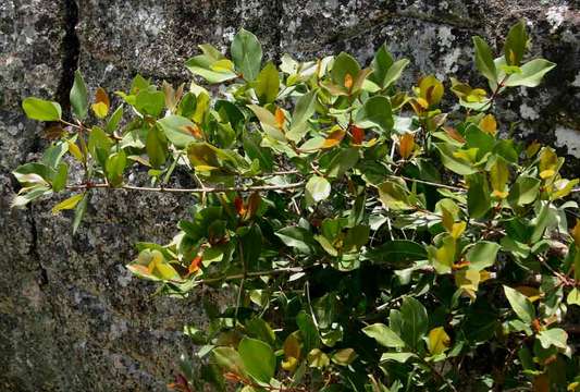 Garcinia buchananii Baker resmi