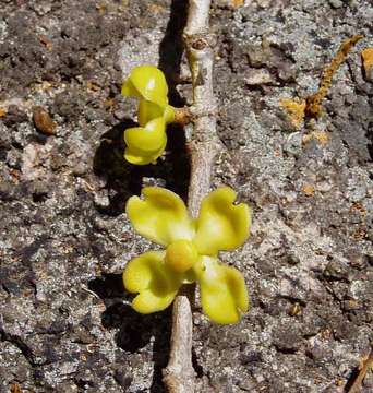 Image of Granite garcinia